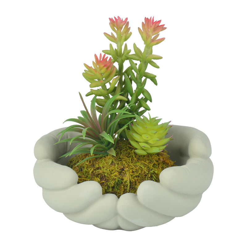 Mini Succulent Plants with Hand Shape Plant Pot