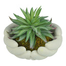Mini Succulent Plants with Hand Shape Plant Pot