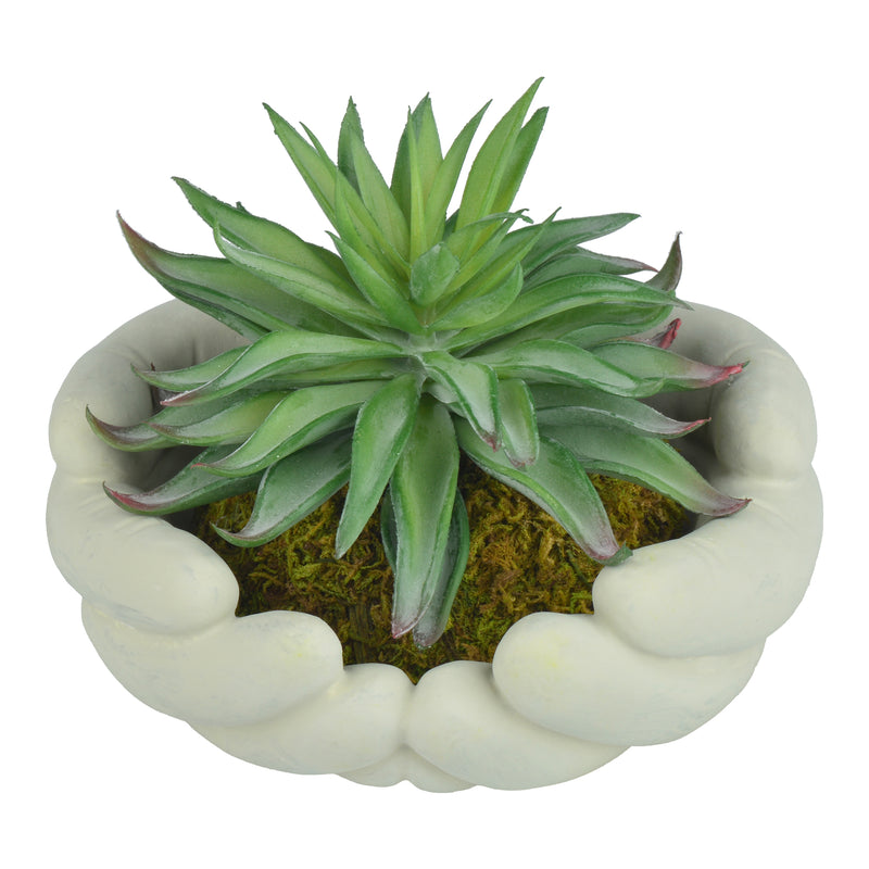 Mini Succulent Plants with Hand Shape Plant Pot