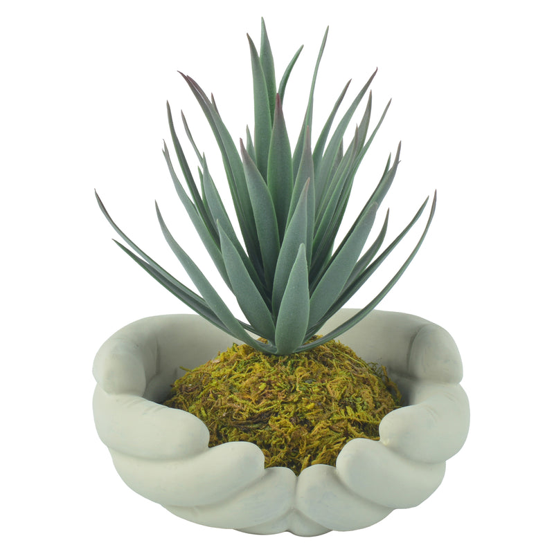 Mini Succulent Plants with Hand Shape Plant Pot