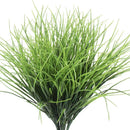 1PCS Amazon Grass Plant