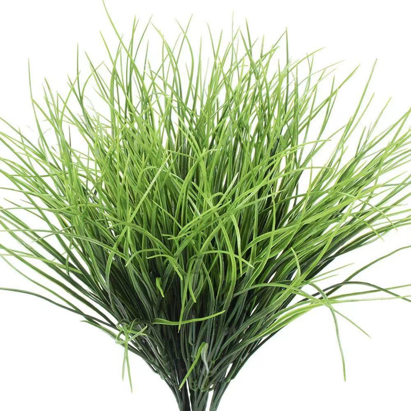 1PCS Amazon Grass Plant