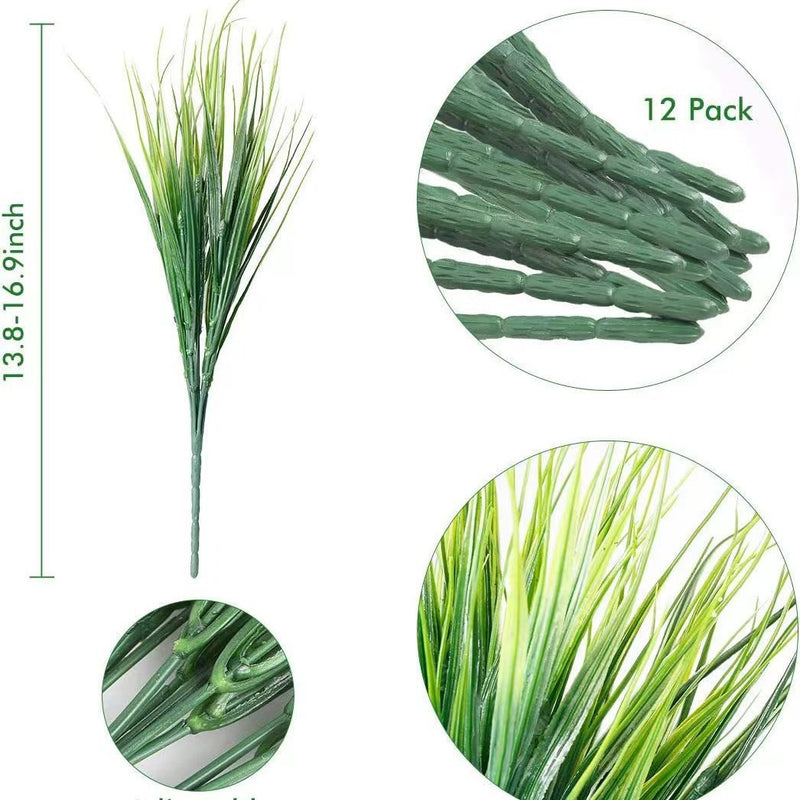 1PCS Amazon Grass Plant