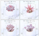 Hisow Artificial Mini Fake Succulents Plants (Set of 4) (PInk)